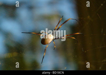 Golden orb spider nel suo web Foto Stock