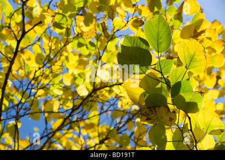 Soleggiato Betulla foglie (Betula), a basso angolo di visione Foto Stock