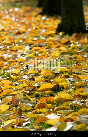 Golden Autumn Leaves sparsi sul terreno Foto Stock