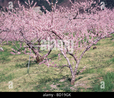 Peach Blossoms Prefettura di Yamanashi Honshu Giappone Foto Stock