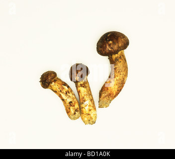 Fungo Matsutake Foto Stock