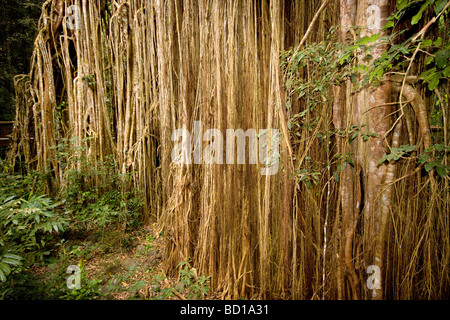 Curtain Fig Tree Ficus virens parassita Strangler altopiano di Atherton Foto Stock