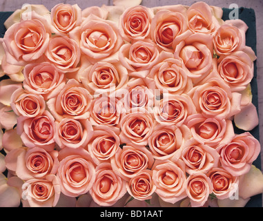 Mazzo di rose rosa close up full frame Foto Stock