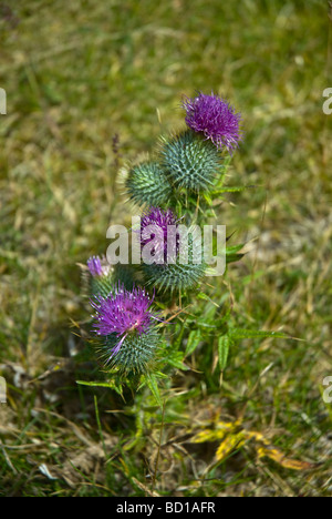 Scotch Thistle Mellon Udrigle nr Paisley Ross & Cromarty Highland Foto Stock