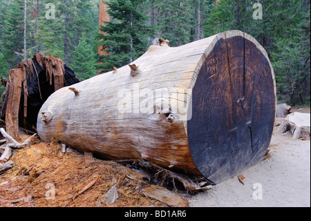 USA California Parco Nazionale Yosemite Mariposa Grove sequoie giganti Foto Stock