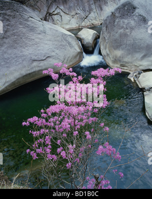 Azalea accanto all acqua, Kofu city, prefettura di Yamanashi, Giappone Foto Stock