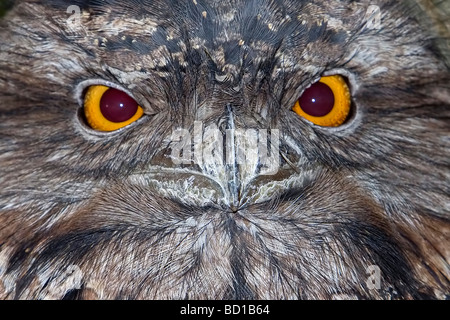 Bruno Frogmouth Podargus strigoides sbadigli uccello australiano Foto Stock