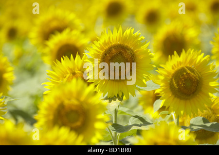 Girasoli nel campo Prefettura di Niigata Giappone Foto Stock