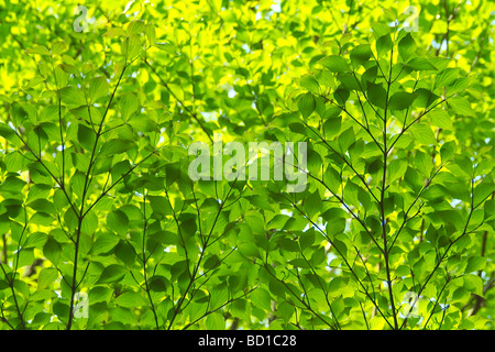 Foglie sull'albero Foto Stock