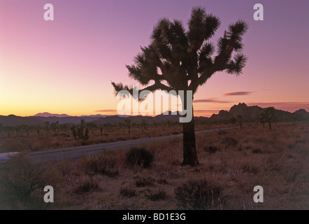 JOSHUA TREE (Yucca brevifolia) in Arizona Foto Stock