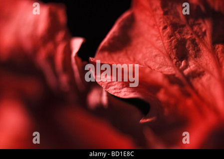 Ibisco petali, extreme close-up Foto Stock