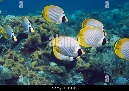 Panda butterflyfish Chaetodon adiergastos sulla barriera corallina Bali Indonesia Foto Stock