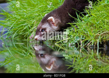 European Polecat Mustela putorius fitch foumart foulmartin bere Foto Stock