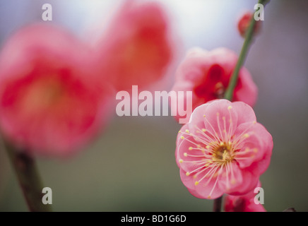 Fiori della prugna Foto Stock