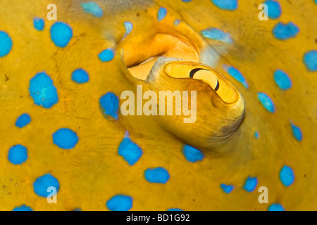 Blu-spotted Stingray Taeniura lymma eye Foto Stock