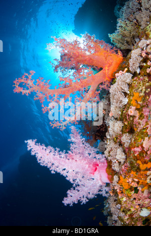 Colorata barriera corallina in scena con il viola e il rosso dei coralli molli. Safaga, Mar Rosso