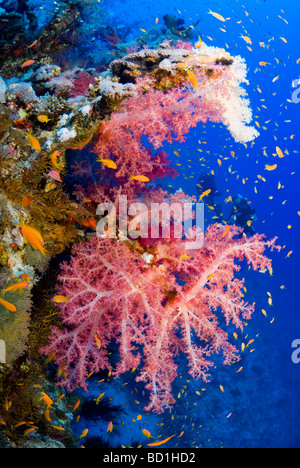 Scubadiver dietro ricca di coralli molli patch. Panorama Reef, Safaga, Mar Rosso. Foto Stock