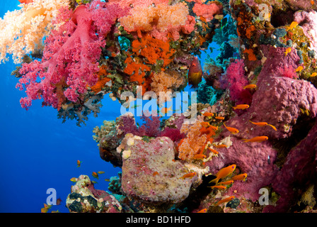 Colorata barriera corallina scena con viola i coralli morbidi e vari pesci tropicali. Safaga, Mar Rosso Foto Stock