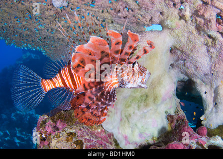 Leone africano in Mar Rosso, Egitto. Foto Stock