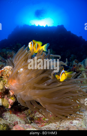 Mar Rosso pesce di anemone dal tramonto. Safaga, Mar Rosso Foto Stock