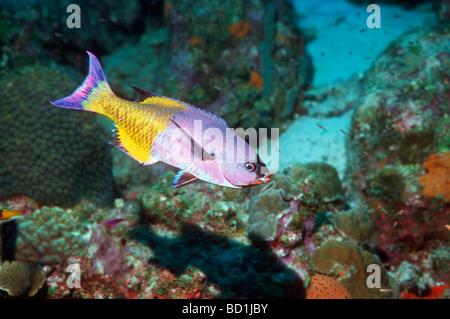 Il creolo wrasse Clapticus parrai sulla barriera corallina Bonaire Antille Olandesi Caraibi Oceano Atlantico Foto Stock