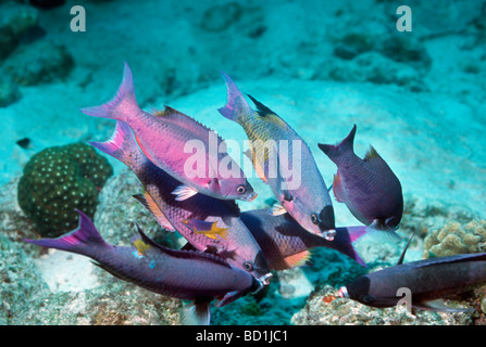 Il creolo wrasse Clapticus parrai presso la stazione di pulizia Bonaire Antille Olandesi Caraibi Oceano Atlantico Foto Stock