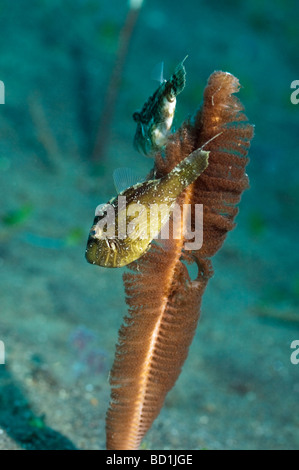 Strapweed filefish Pseudomonacanthus macrurus capretti con penna mare Virgularia sp Bali Indonesia Foto Stock