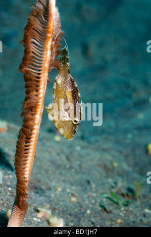 Strapweed filefish Pseudomonacanthus macrurus capretti con penna mare Virgularia sp Bali Indonesia Foto Stock