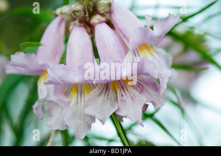 Gruppo di lavanda Desert Willow fiori Foto Stock