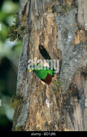 Risplendente Quetzal (Pharomachrus mocinno) maschio proveniente dal foro di nido, Cordillera Talamanca, Costa Rica Foto Stock