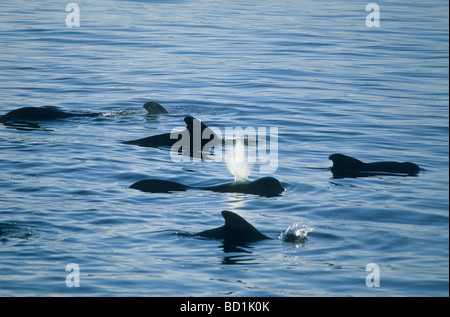 A breve alettato Balene Pilota (Globicephalus macrohynchus) Mar di Cortez, Baja California, Messico Foto Stock