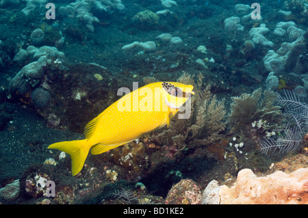 Masked rabbitfish Siganus puellus Bali Indonesia Indo Pacific Foto Stock