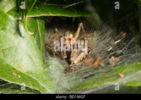Agelena labyrinthica , labirinto ragni coniugata nella parte anteriore del suo nido Foto Stock