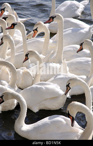 Cigni sul Fiume Tamigi, Walton-on-Thames, Surrey, England, Regno Unito Foto Stock