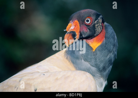 King Vulture (Sarcoramphus papa) Sub-adulto ha testa darkish, Captive, America Centrale Foto Stock