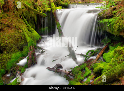 Big Spring Creek con mossy rocce e cascate Gifford Pinchot National Forest Washington Foto Stock