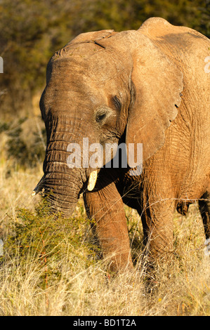 Elefante africano alimentazione su un green thorn bush, Madikwe Game Reserve, Sud Africa Foto Stock