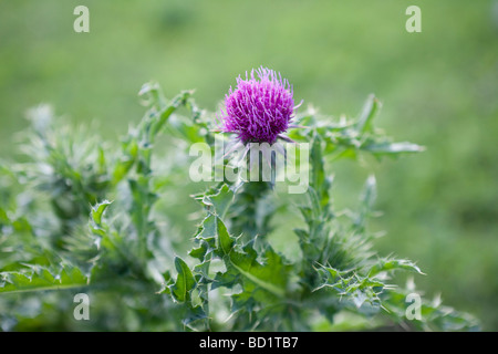 Scotch thistle Onopordum acanthium Foto Stock