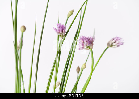 Fioritura di erba cipollina Allium schoenoprasum Foto Stock