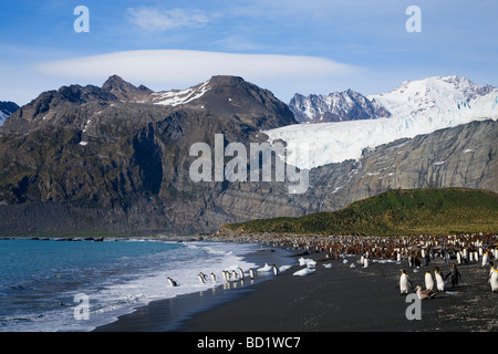 King penguins Aptenodytes patagonicus sulla spiaggia di Porto Oro Georgia del Sud Antartide Foto Stock