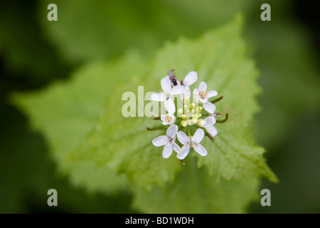 Aglio senape Alliaria petiolata con insetto sul fiore Foto Stock