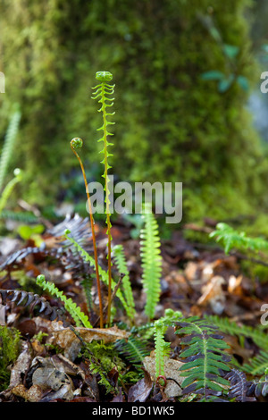 Disco felce Blechnum spicant crescente nel bosco Foto Stock