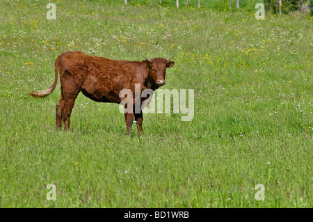 Un Salers vitello in un campo Francia Foto Stock