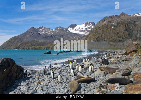 King penguins Aptenodytes patagonicus e l'elefante meridionale guarnizioni Mirounga leonina condividere la spiaggia di Porto Oro Georgia del Sud Foto Stock