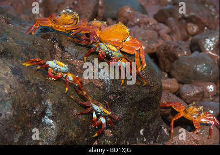 Sally lightfoot granchi (Grapsus grapsus) Rabida Galapagos Oceano Pacifico Sud America possono
