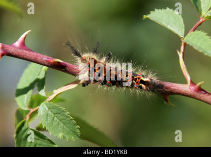 Rusty Tussock Moth o Vaporer Caterpillar, Orgyia antiqua, Lymantriidae, Lepidotteri. Foto Stock