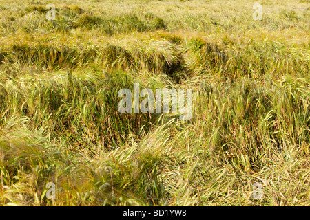 Un campo di orzo martoriata da pioggia e forte vento Foto Stock