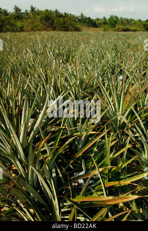Ananas (Ananas comosus) campo / plantation Foto Stock