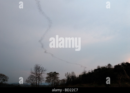 Centinaia di thaousands di pipistrelli in uscita Khao Luk Chang Pipistrelli vicino al parco nazionale di Khao Yai in Thailandia Foto Stock