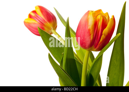 Giallo e rosso tulip isolato su uno sfondo bianco Foto Stock